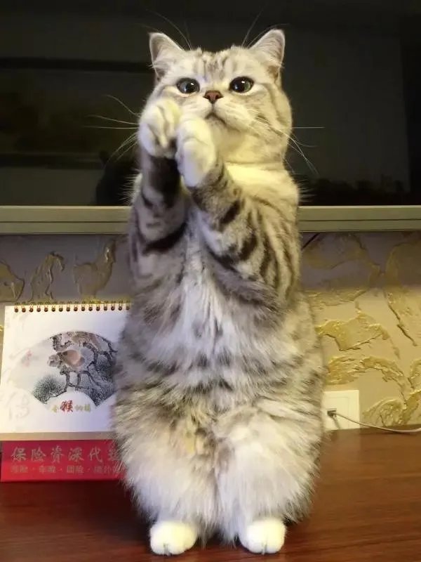 你家的猫做过哪些不可思议的事?