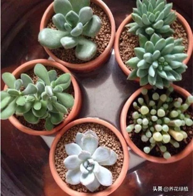 给多肉浇水的秘诀是什么?