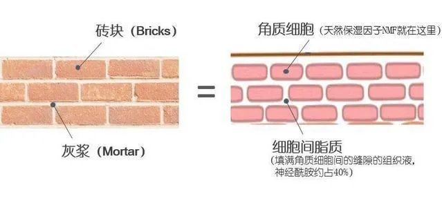 角质护理就是单纯的去角质吗?应该怎样做角质护理?