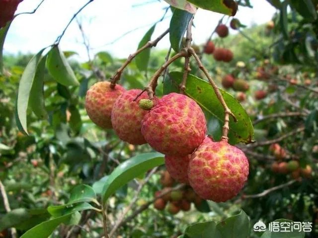 水果价格猛涨,果农还是没钱赚?如何实现利润最大化?