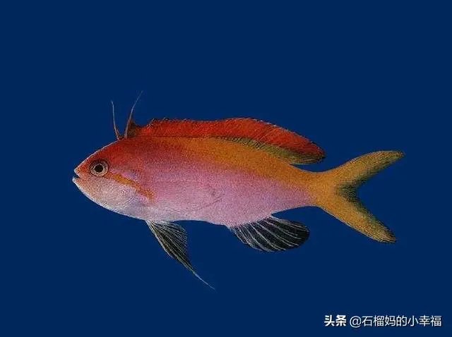 彩霞鱼