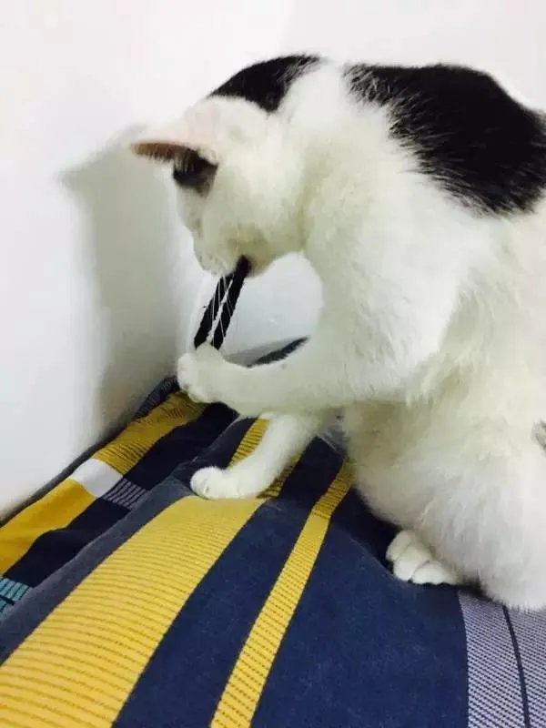 你家的猫做过哪些不可思议的事?
