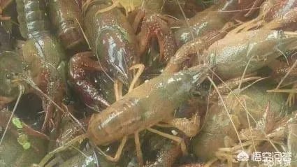 养殖小龙虾每亩投入3000元,亩产300斤算正常吗?该如何养殖?