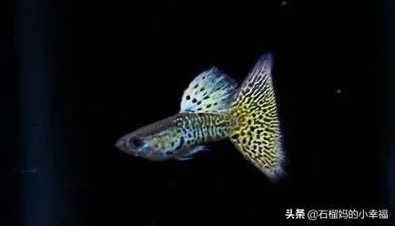 彩霞鱼