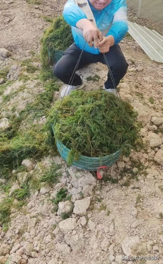 养殖小龙虾,水质该如何管理,日常管理要注意什么?