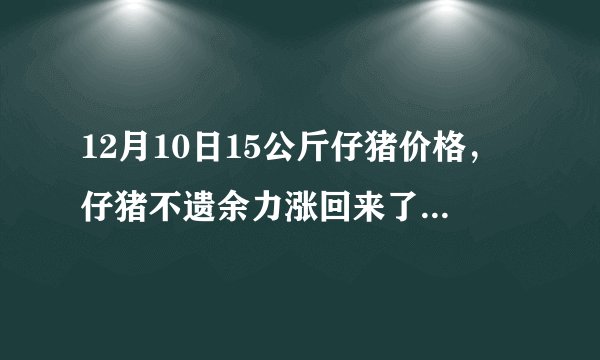 12月10日15公斤仔猪价格,仔猪不遗余力涨回来了,又开始抢猪了?