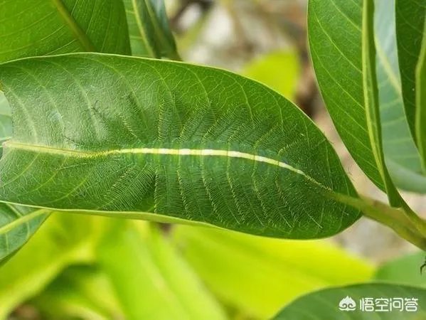 动物中,有没有我们从没见过的伪装术?