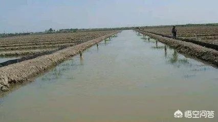养殖小龙虾,水质该如何管理,日常管理要注意什么?