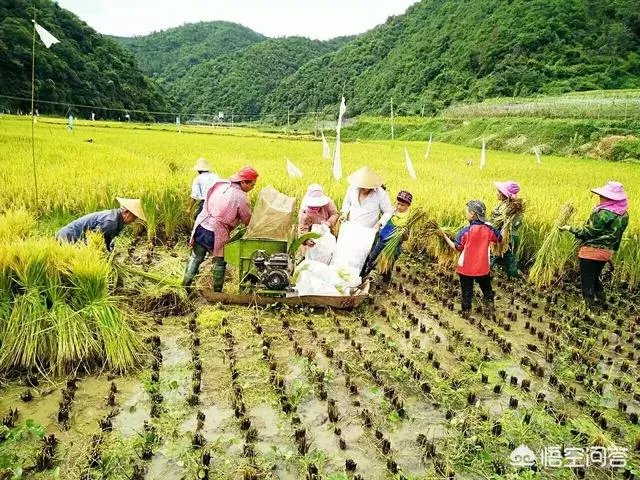 没打药的大米能卖多少钱一斤?有什么依据?