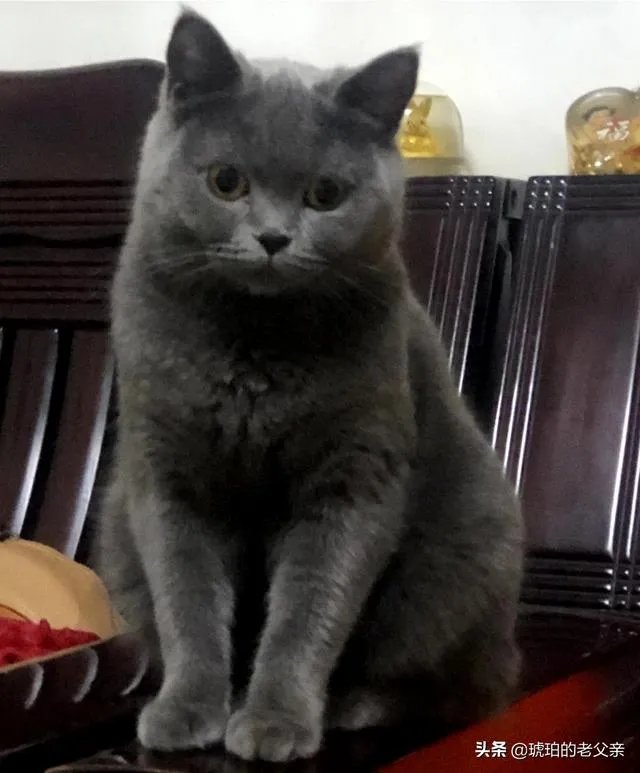 你家的猫做过哪些不可思议的事?