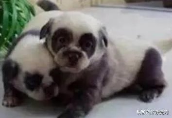 被染色成熊猫的狗,真的更“可爱”吗?