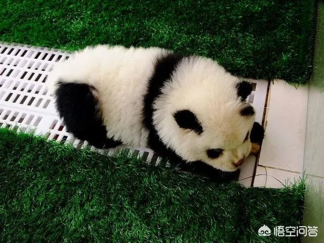 被染色成熊猫的狗,真的更“可爱”吗?