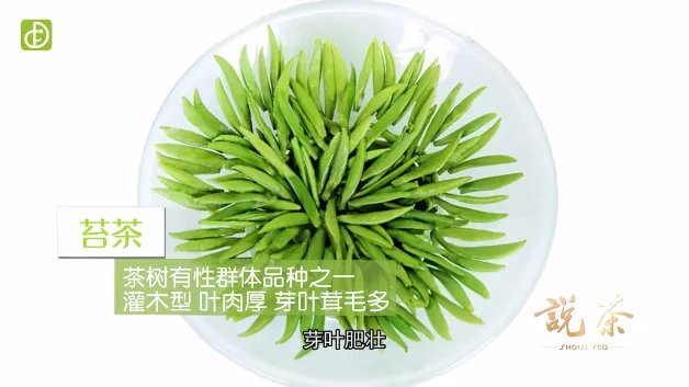 都匀毛尖是什么茶(图文)