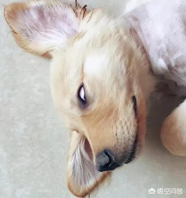 叶檀水平