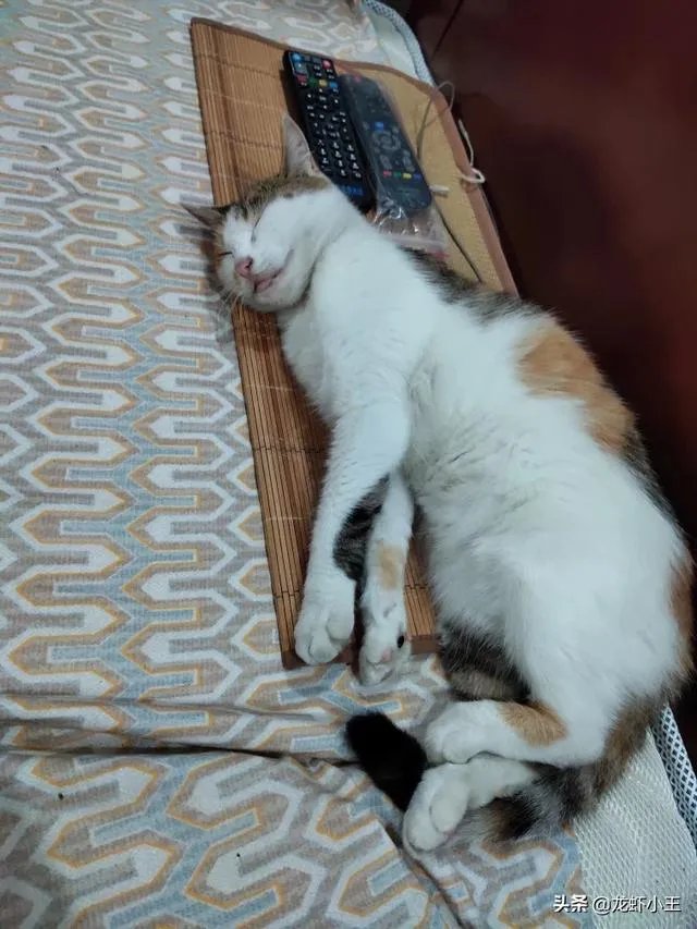 你家的猫做过哪些不可思议的事?