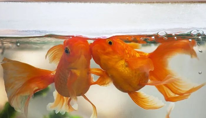 办公室鱼缸摆放位置