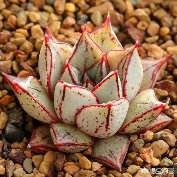 给多肉浇水的秘诀是什么?