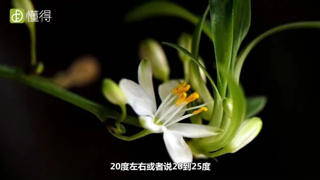 兰花怎么养