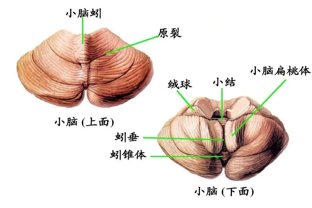 小脑图片
