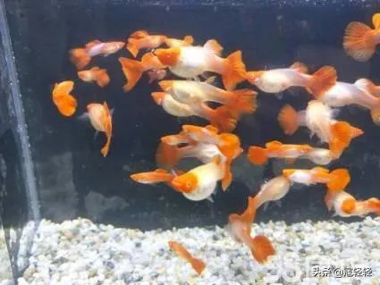 彩霞鱼