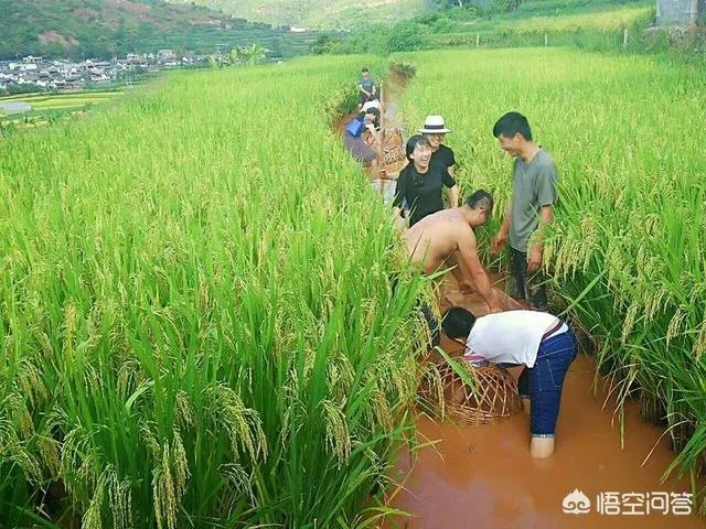 没打药的大米能卖多少钱一斤?有什么依据?