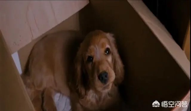 《狗十三》到底讲了什么?