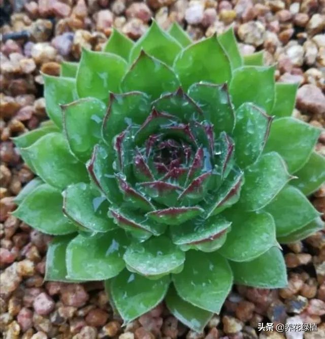 给多肉浇水的秘诀是什么?