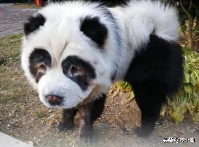 被染色成熊猫的狗,真的更“可爱”吗?