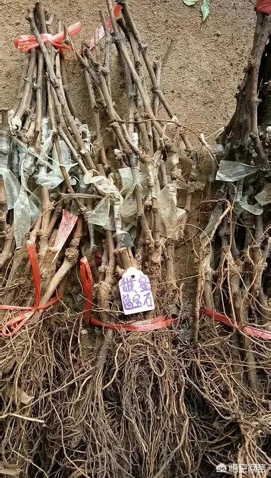 蓝宝石葡萄苗多少钱一棵?
