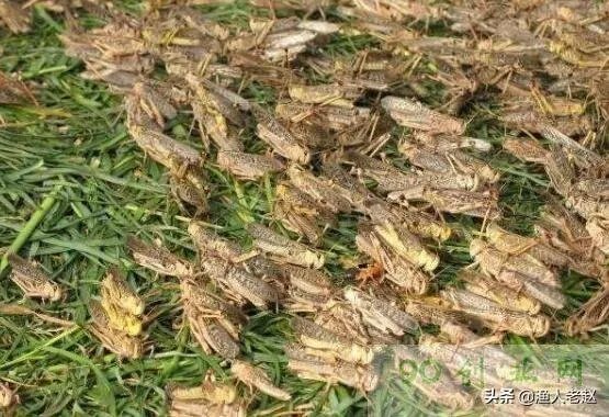 现在看到农村很多大棚饲养蝗虫的,效益咋样?