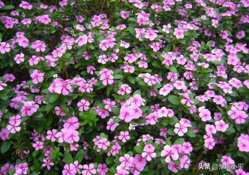长春花怎么摘心?