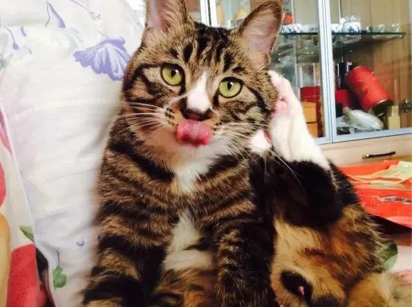 你家的猫做过哪些不可思议的事?