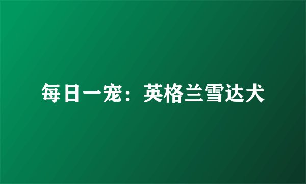 每日一宠：英格兰雪达犬