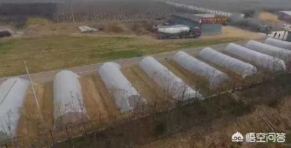 现在看到农村很多大棚饲养蝗虫的,效益咋样?