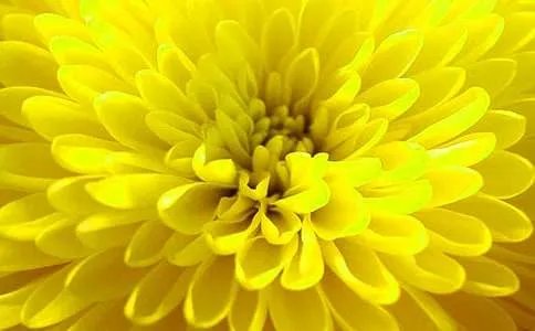 野菊花(陈创)阅读答案