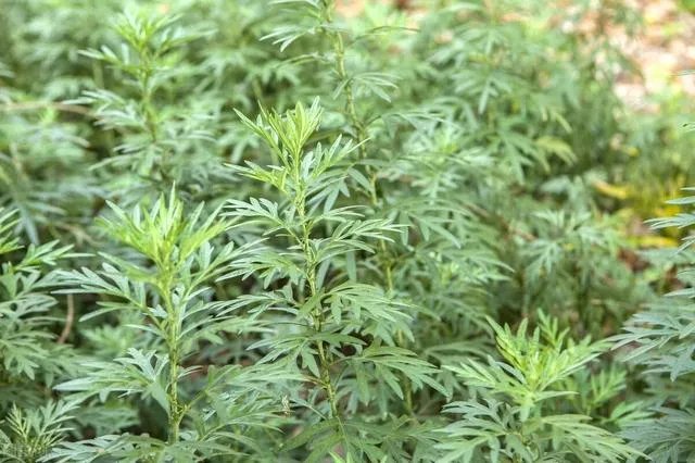 艾草是野生的好还是种植的好？