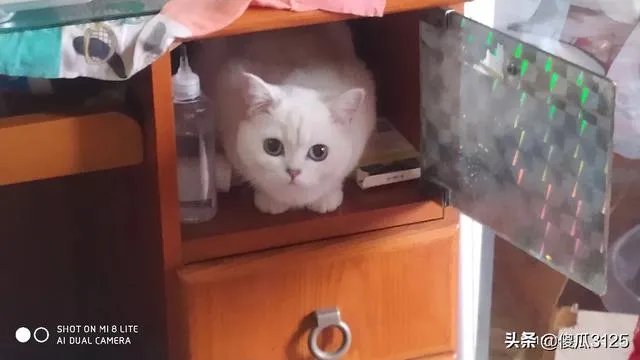 你家的猫做过哪些不可思议的事?
