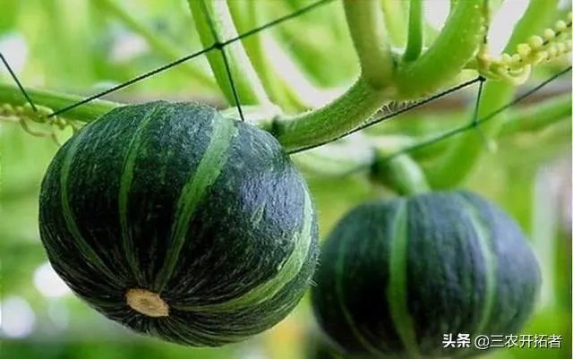 网购农产品和当地市场买有啥区别?