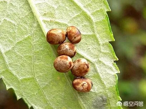 这是什么品种的飞蛾?