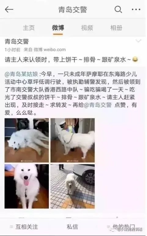 萨摩耶在交警队混吃混喝1个月把交警吃穷了,有这么夸张吗,萨摩耶有多能吃?
