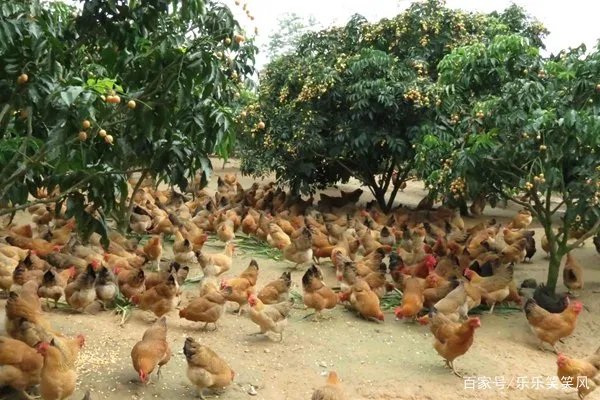 林地养鸡有什么好处吗？