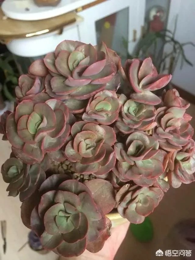 给多肉浇水的秘诀是什么?
