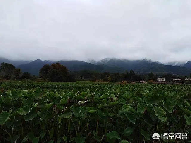 过年各地有什么特色美食?