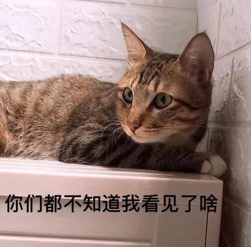 你家的猫做过哪些不可思议的事?