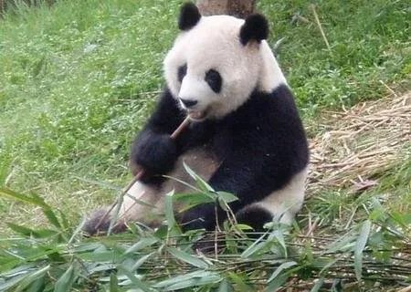 最年长熊猫迎38岁,熊猫的普遍年龄是多少?
