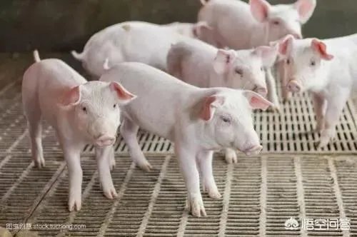 如果猪价降至6元,养殖户的利润是怎样的?