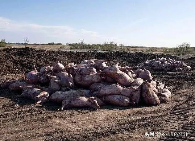 美国市场无肉可卖,为何养殖户却对猪进行安乐死,尸体堆积如山?