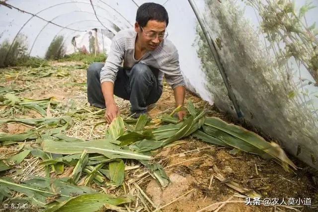 现在看到农村很多大棚饲养蝗虫的,效益咋样?