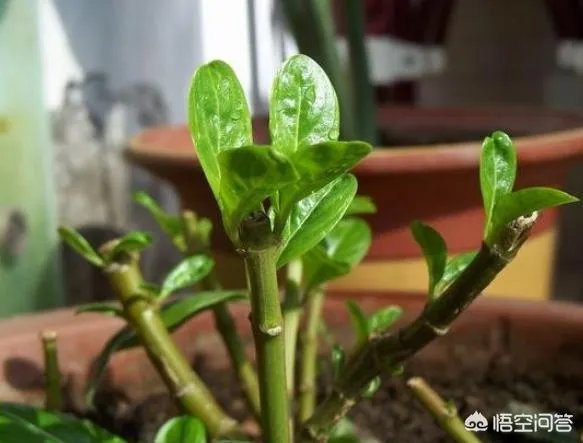 长春花怎么摘心?