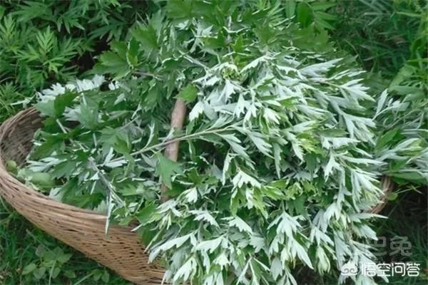 艾草是野生的好还是种植的好？